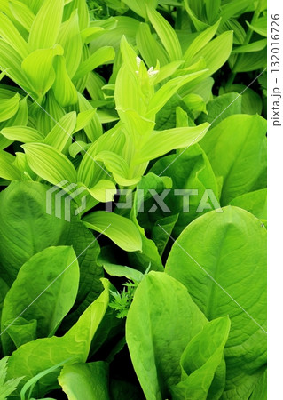 6月の栂池自然園 後編その2 春の栂池自然園 信州の自然 信州の景色 6月の栂池自然園 後編その2 春の栂池自然園 信州の自然 信州の景色 132016726