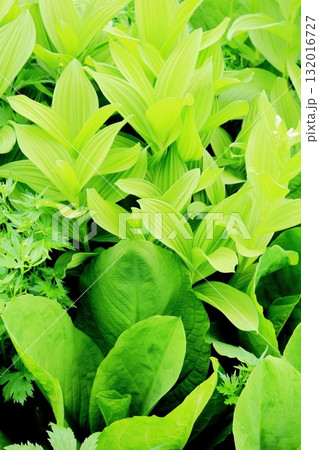 6月の栂池自然園　後編その2　　　　春の栂池自然園　　　信州の自然　　　信州の景色 132016727