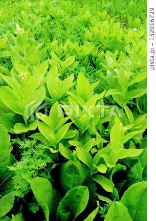 6月の栂池自然園　後編その2　　　　春の栂池自然園　　　信州の自然　　　信州の景色 132016729