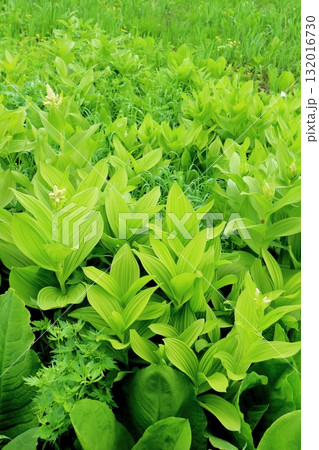 6月の栂池自然園 後編その2 春の栂池自然園 信州の自然 信州の景色 6月の栂池自然園 後編その2 春の栂池自然園 信州の自然 信州の景色 132016730