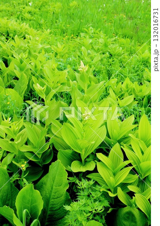 6月の栂池自然園 後編その2 春の栂池自然園 信州の自然 信州の景色 6月の栂池自然園 後編その2 春の栂池自然園 信州の自然 信州の景色 132016731