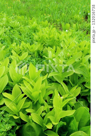 6月の栂池自然園　後編その2　　　　春の栂池自然園　　　信州の自然　　　信州の景色 132016738