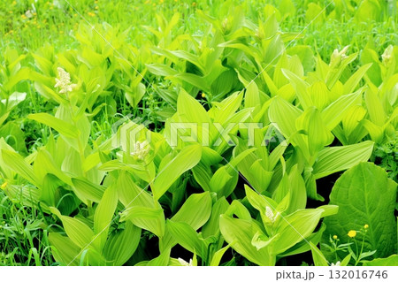 6月の栂池自然園　後編その2　　　　春の栂池自然園　　　信州の自然　　　信州の景色 132016746