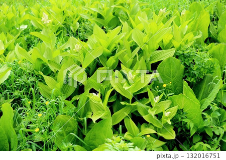 6月の栂池自然園　後編その2　　　　春の栂池自然園　　　信州の自然　　　信州の景色 132016751