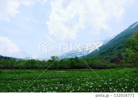 6月の栂池自然園 後編その2 春の栂池自然園 信州の自然 信州の景色 6月の栂池自然園 後編その2 春の栂池自然園 信州の自然 信州の景色 132016771