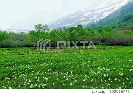 6月の栂池自然園 後編その2 春の栂池自然園 信州の自然 信州の景色 6月の栂池自然園 後編その2 春の栂池自然園 信州の自然 信州の景色 132016772