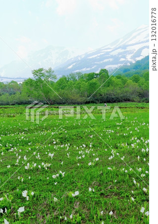 6月の栂池自然園　後編その2　　　　春の栂池自然園　　　信州の自然　　　信州の景色 132016778
