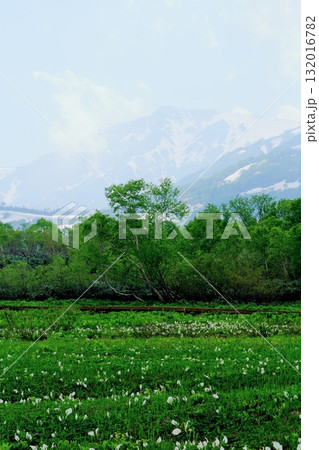 6月の栂池自然園　後編その2　　　　春の栂池自然園　　　信州の自然　　　信州の景色 132016782