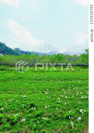 6月の栂池自然園 後編その2 春の栂池自然園 信州の自然 信州の景色 6月の栂池自然園 後編その2 春の栂池自然園 信州の自然 信州の景色 132016785