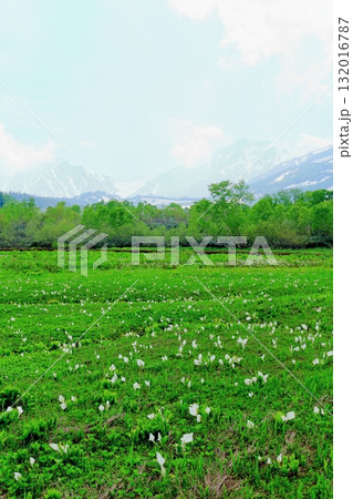 6月の栂池自然園　後編その2　　　　春の栂池自然園　　　信州の自然　　　信州の景色 132016787