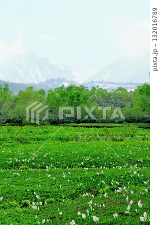 6月の栂池自然園 後編その2 春の栂池自然園 信州の自然 信州の景色 6月の栂池自然園 後編その2 春の栂池自然園 信州の自然 信州の景色 132016789