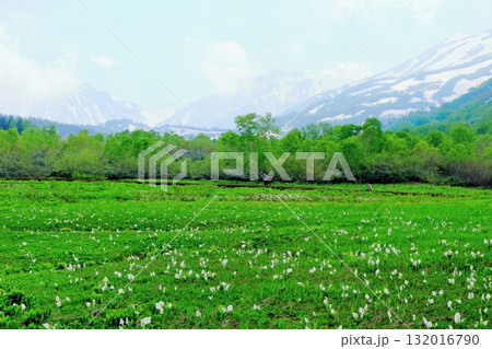 6月の栂池自然園　後編その2　　　　春の栂池自然園　　　信州の自然　　　信州の景色 132016790