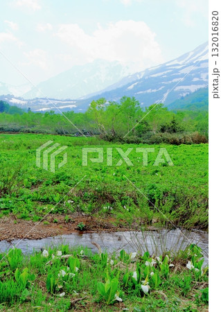 6月の栂池自然園 後編その2 春の栂池自然園 信州の自然 信州の景色 6月の栂池自然園 後編その2 春の栂池自然園 信州の自然 信州の景色 132016820