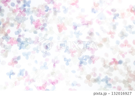 背景素材・紫陽花のドライフラワー 背景素材・紫陽花のドライフラワー 132016927