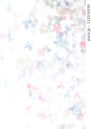 背景素材・紫陽花のドライフラワー 背景素材・紫陽花のドライフラワー 132016936
