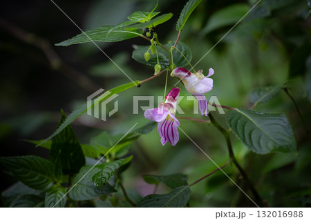 Parrot flower, Delicate Pink White Flower With Green Leaves On A Thin Brown Stem In Nature Setting Parrot flower, Delicate Pink White Flower With Green Leaves On A Thin Brown Stem In Nature Setting 132016988