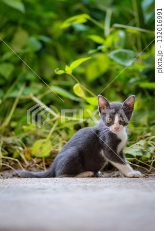 Adorable Gray And White Kitten Sitting On Concrete Ground, Looking At Camera, Curious, Playful 132016991