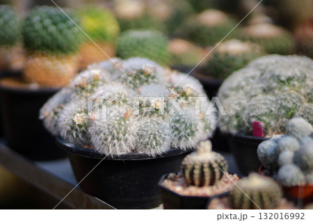 Mammillaria Bocasana, Delicate White Fuzzy Cactuses In Small Pots For Home Garden Decor 132016992