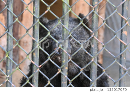 動物園にいるツキノワグマ 動物園にいるツキノワグマ 132017070