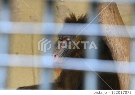 ゲージの中のマンドリル 132017072