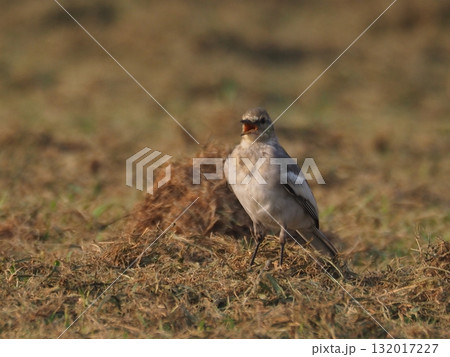 荒川運動公園の草地で餌を探すハクセキレイの幼鳥 132017227