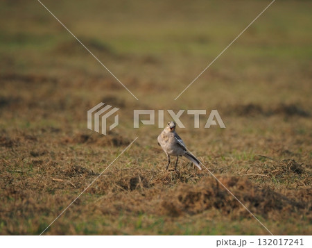 荒川運動公園の草地で餌を探すハクセキレイの幼鳥 荒川運動公園の草地で餌を探すハクセキレイの幼鳥 132017241