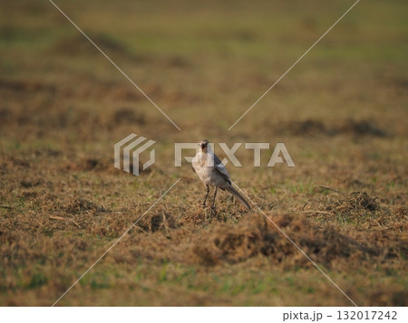 荒川運動公園の草地で餌を探すハクセキレイの幼鳥 荒川運動公園の草地で餌を探すハクセキレイの幼鳥 132017242