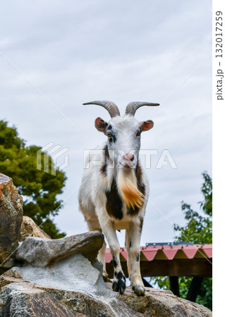 ヤギ　Goat 132017259