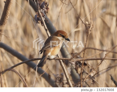 荒川河川敷の木に止まってさえずるモズ 荒川河川敷の木に止まってさえずるモズ 132017608