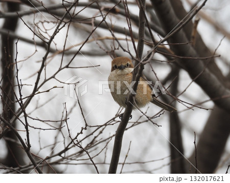 荒川河川敷の木に止まってさえずるモズ 荒川河川敷の木に止まってさえずるモズ 132017621