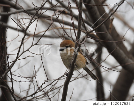 荒川河川敷の木に止まってさえずるモズ 荒川河川敷の木に止まってさえずるモズ 132017622