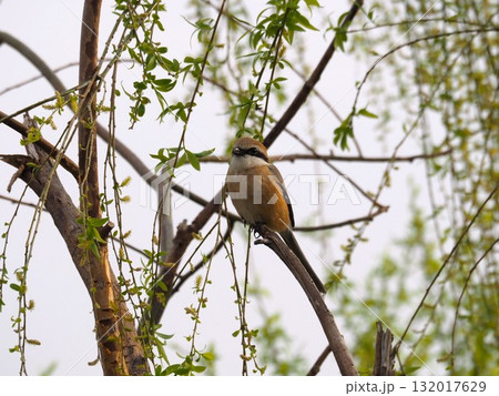 荒川河川敷の木に止まってさえずるモズ 荒川河川敷の木に止まってさえずるモズ 132017629