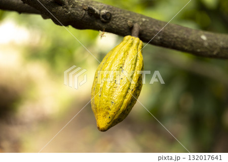 Cacao Tree (Theobroma cacao). Organic cocoa fruit pods in nature. Cacao Tree (Theobroma cacao). Organic cocoa fruit pods in nature. 132017641