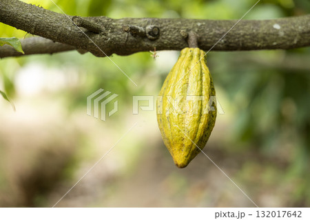 Cacao Tree (Theobroma cacao). Organic cocoa fruit pods in nature. 132017642