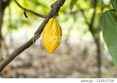 Cacao Tree (Theobroma cacao). Organic cocoa fruit pods in nature. Cacao Tree (Theobroma cacao). Organic cocoa fruit pods in nature. 132017726