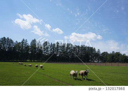 羊の行進 132017868