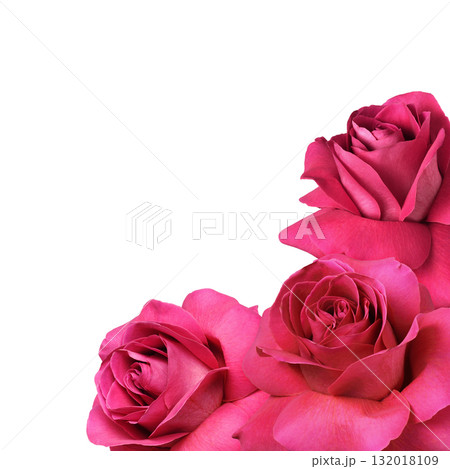 Pink rose flowers with everted petals in a corner arrangement isolated on white 132018109