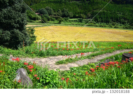 蓑沢（みのざわ）彼岸花公園　2025-9-27　＃3 132018188