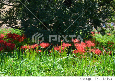 蓑沢（みのざわ）彼岸花公園　2025-9-27　＃8 132018193