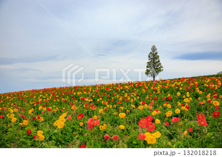 【兵庫県】淡路島 ポピーが満開のあわじ花さじき 【兵庫県】淡路島 ポピーが満開のあわじ花さじき 132018218