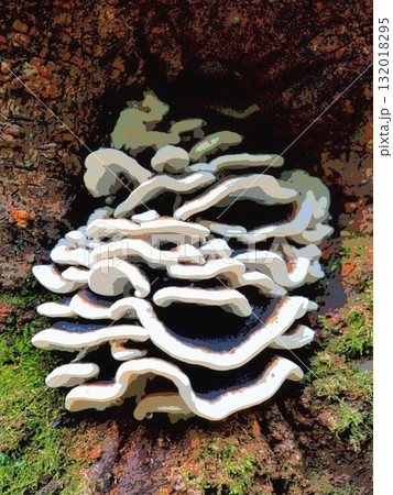 木の幹の窪みに密集して生える黒に白い縁取りのきのこ（20251008061457） 132018295
