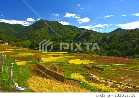 秋の寺坂棚田 埼玉家秩父郡 秋の寺坂棚田 埼玉家秩父郡 132018319