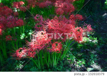 蓑沢(みのざわ)彼岸花公園 2025-9-27 #11 蓑沢(みのざわ)彼岸花公園 2025-9-27 #11 132018379