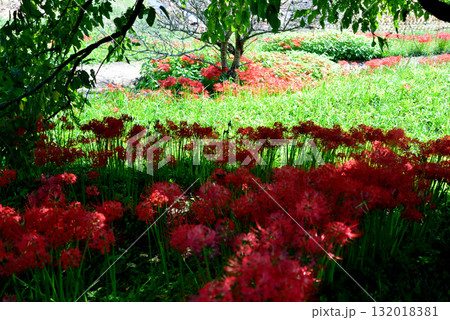 蓑沢（みのざわ）彼岸花公園　2025-9-27　＃13 132018381