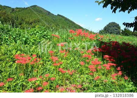 蓑沢（みのざわ）彼岸花公園　2025-9-27　＃18 132018386