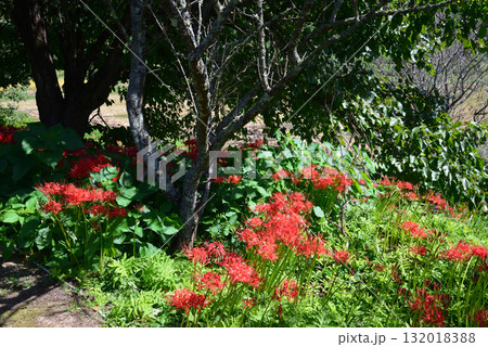 蓑沢（みのざわ）彼岸花公園　2025-9-27　＃19 132018388