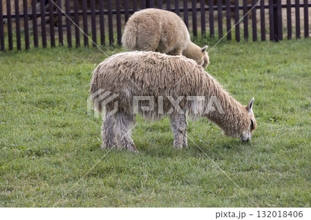 two alpacas grazing on the territory of an open zoo while eating juicy green grass in the summer season, two adult alpacas eat fresh green grass on the territory of the park 132018406