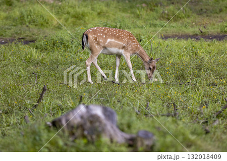 one spotted deer in the zoo on the green grass, a lone spotted deer in a large open area among the grass and trees 132018409