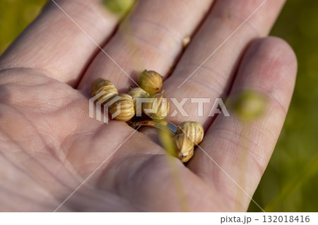 spherical boxes with flax seeds in a field before harvesting seeds and making fiber in a person's palm, a monoculture field with a flax crop on a man's hand, flax for making food and fabrics spherical boxes with flax seeds in a field before harvesting seeds and making fiber in a person's palm, a monoculture field with a flax crop on a man's hand, flax for making food and fabrics 132018416