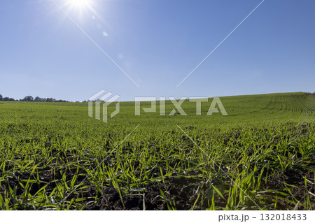 new green wheat sprouts illuminated by bright sunlight in the autumn season, a monocultural field with a large number of green wheat resistant to frost new green wheat sprouts illuminated by bright sunlight in the autumn season, a monocultural field with a large number of green wheat resistant to frost 132018433